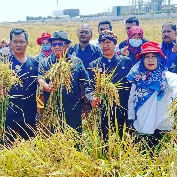 Panen Padi Musim Sadon di Desa Limbangan Rata-rata Per Hektare Capai 8,5 Ton