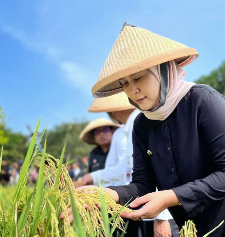 Potensi Pertanian Padi Unggul Desa