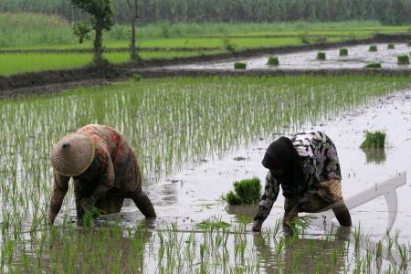 Potensi Ekonomi Lokal dan Kelembagaan Masyarakat